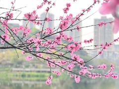 -重庆彩云湖湿地公园