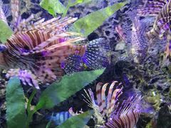 -太平洋海底世界