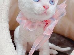 -70cat德文卷毛猫·缅因猫纯种猫舍