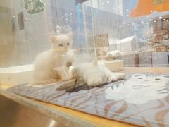 -狗道宠物(常熟印象城店)
