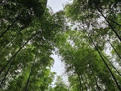-大奇山国家森林公园