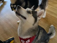 -Husky Go! 哈士奇体验馆·宠物咖啡厅狗咖