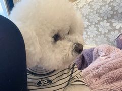 -圆子宠物