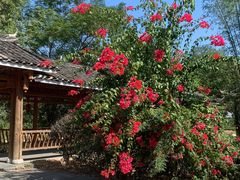 -盛龙生态风情园