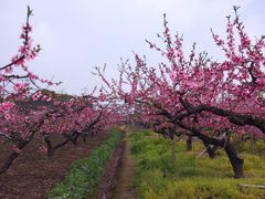 -南汇桃花村