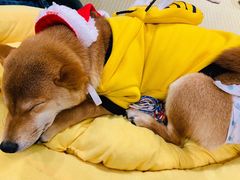 -逗柴咖啡屋·狗咖猫咖宠物桌游