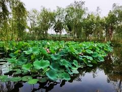 -永定河休闲森林公园