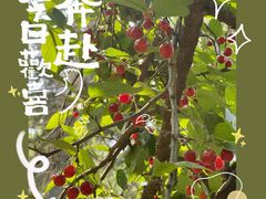 -樱桃沟景区