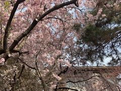 -西安青龙寺遗址景区
