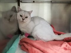 -艾吉宠物医院·疑难杂症转诊中心·猫友好(碧江路院)