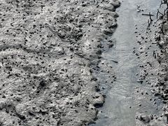 -北海金海湾红树林生态旅游区