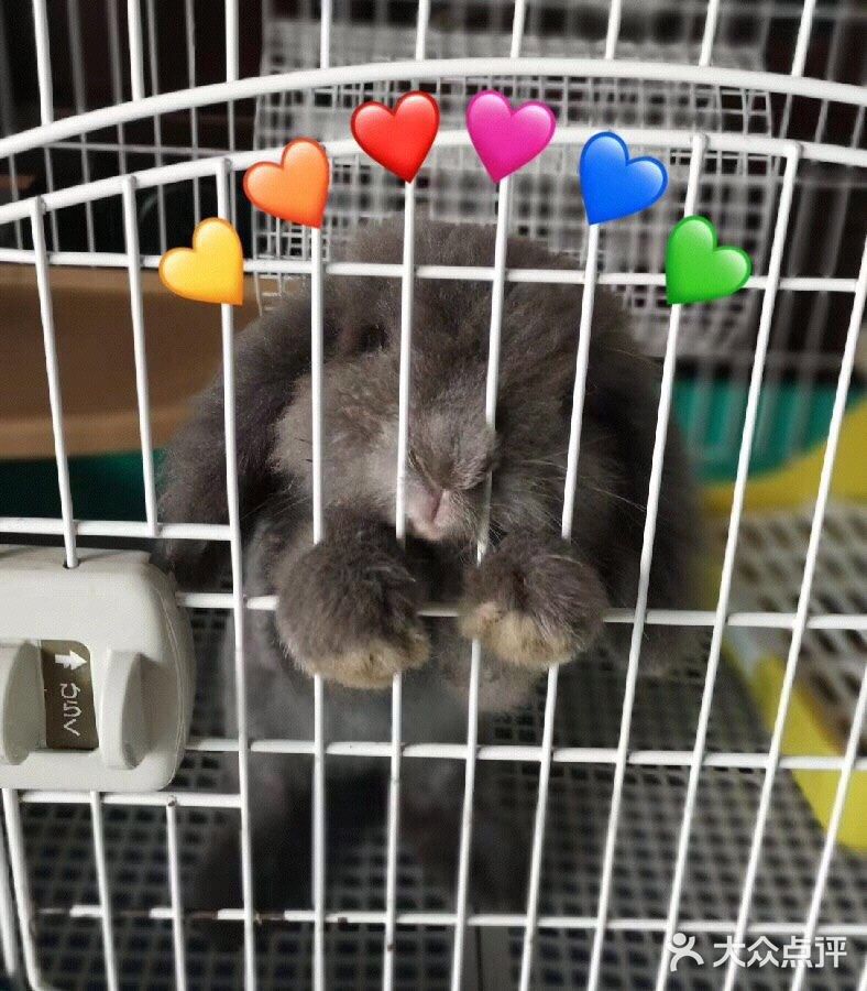 我最喜欢😘得小兔兔