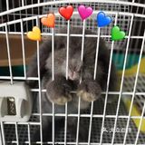 我最喜欢😘得小兔兔
