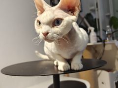-琪喵猫屋·撸猫猫咖·猫舍