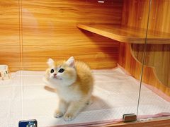 -猫十亿·布偶金渐层·曼基康矮脚猫舍(青年路店)