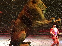 -珠海横琴长隆《卡卡虎奇遇记》