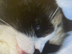 -瑞派康怡24h宠物医院·犬猫医疗中心·微创绝育(瑞景分院)