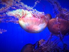 -上海海洋水族馆