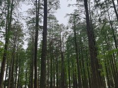 -渌洋湖湿地公园