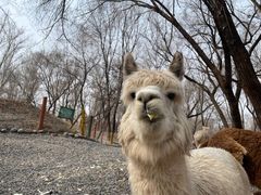 -北京野生动物园