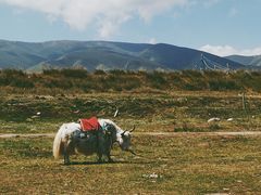 -青海湖国家重点风景名胜区