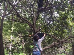 -塘栖枇杷特色园区