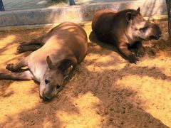 -西霞口神雕山野生动物世界
