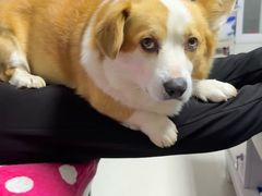 -宠福鑫康馨动物医院·骨科·眼科