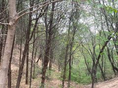 -北京鹫峰国家森林公园