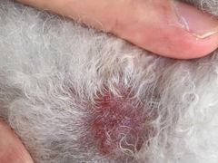 -FAELING PETS美天灵宠物(富力广场店)