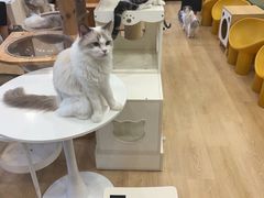 -有喵·猫咖·狗咖·30几只猫10只小狗(岗厦店)
