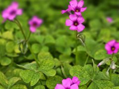 -西山漾湿地公园