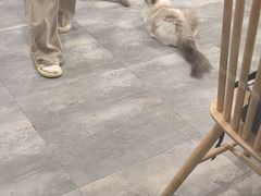-楼上猫咖(罗湖店)