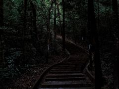 -广州白江湖森林公园