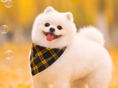 -萌兽医馆·犬猫专科·眼科中心·宠物医院(朝阳门分院)