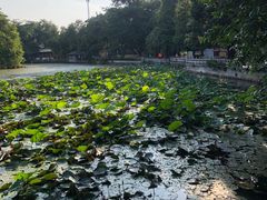 -荔湾湖公园