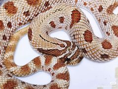 -酷以爬仙阁实体爬宠店·守宫·蜥蜴·专业繁育