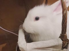 -猫猫幼稚园·撸猫·桌游·电玩