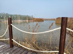 -盐城丹顶鹤湿地生态旅游区