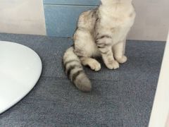 -喵的天空名猫咖啡馆·撸猫·猫舍·用品