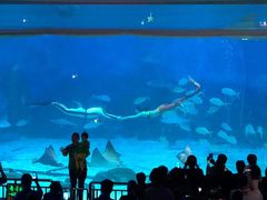 -烟台海昌鲸鲨海洋公园