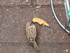 -逍遥镇刘相五胡辣汤豆沫馆(康复中街店)