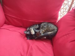 -仁华宠物医院(青羊店)