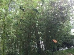 -紫竹院公园冰场