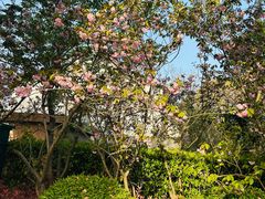 -上海鲜花港