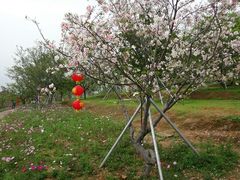 -天适樱花悠乐园