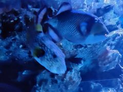-海合安成都极地海洋公园