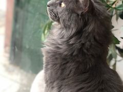 -平行世界·猫咖(首经贸店)