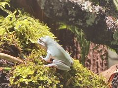 -上海大自然野生昆虫馆(东方明珠·爬宠昆虫探索中心)