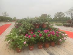 -扬州芍药园(仪征市)